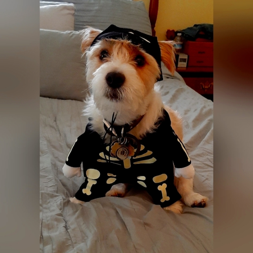 Vibrant Life Halloween Dog Costume and Cat Costume